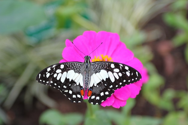 exotische vlinder in natuurlijke habitat