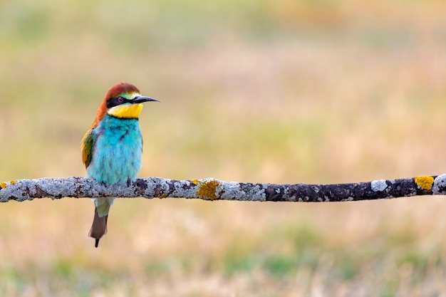 Exotische vogel met prachtige mooie veren in het voorjaar