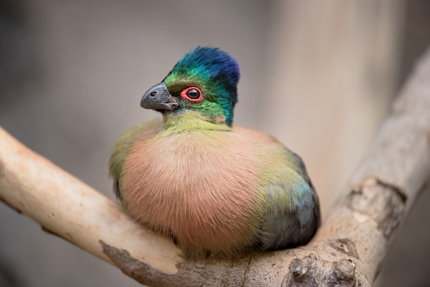 Exotische vogel