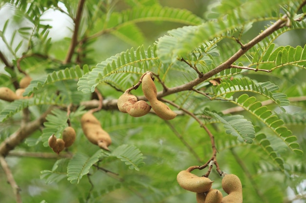 Exotische vruchten groeien op bomen