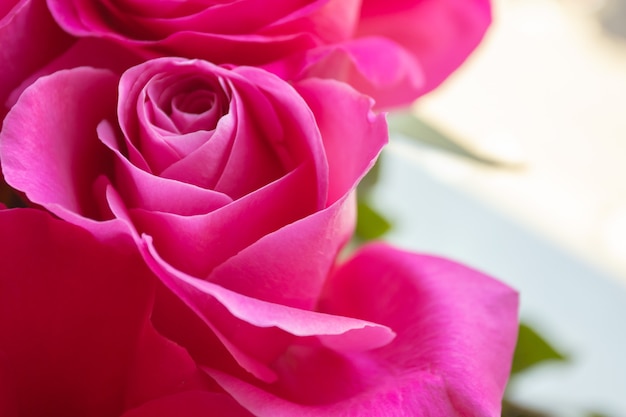 Premium Photo | The expanded bud of a rose-bright background Premium Photo | The expanded bud of a rose-bright background