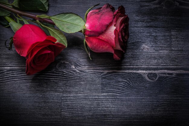 Expanded natural fragrant rosebuds on wooden background holidays concept