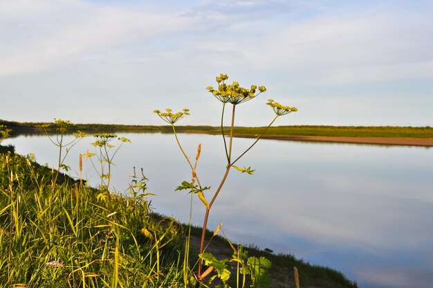 Expanses of river