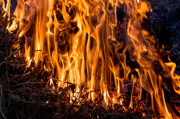 Expansive fire. The texture of fire, bright flame on a dark background