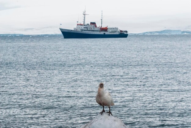 Expedition ship cruise in Antarctic landscape Paulet island near the Antarctic Peninsula