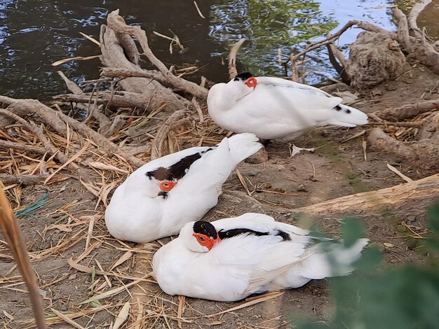 Experience elegance and grace with the White Swan a symbol of beauty and serenity Explore the majesty of these exquisite birds in their natural habitat