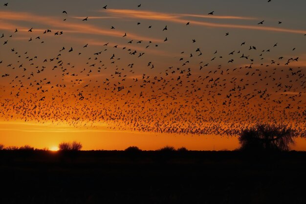 渡りの驚異を体験 夕日に向かって飛び立つ壮大な鳥の群れを目撃