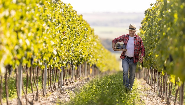 An experienced winemaker walks through the vineyard carrying a box full of grapes