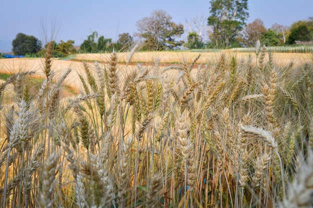 Experiment and research on planting barley, as a step In the highlands of the northern region, Chiang Mai Province, Thailand