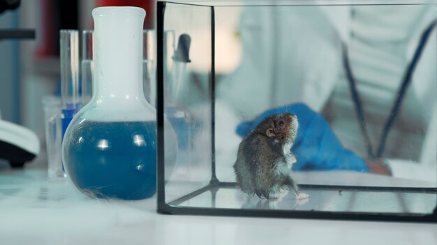 현대 화학 실험실에서 마우스 실험: 외과용 집게로 유기 물질을 제공하는 과학자. 백그라운드에서 - 다른 시험관과 플라스크.