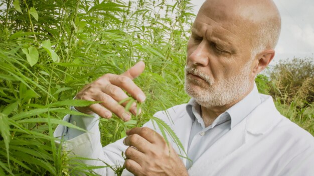 Expert scientist and agronomist checking hemp plants in the field he is doing a quality control