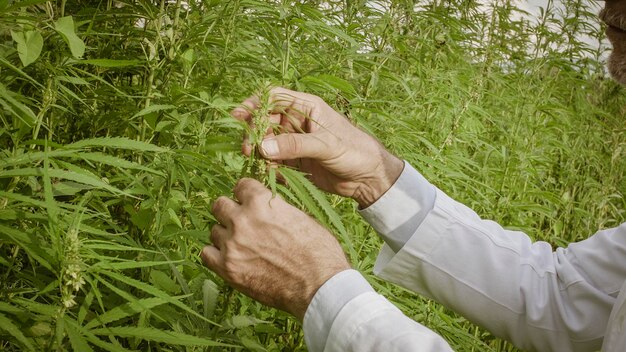 写真 エキスパート・サイエンティスト・アグロノミストが畑で大麻の植物をチェックし ⁇ 品質管理を行っています ⁇