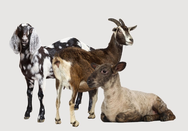Explore the variety of goat colors and patterns through a beautifully taken photograph ideal for study
