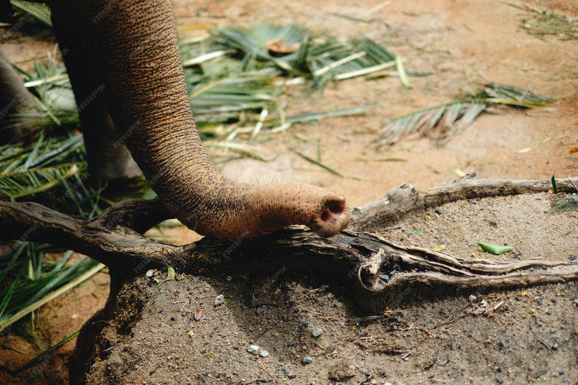 Premium Photo  Exploring the intricate ecosystems beneath our feet 