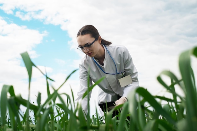 Exploring a reclaimed field agriculture business concept Lifestyle farmer inspecting wheat harvest biologist in a field with wheat