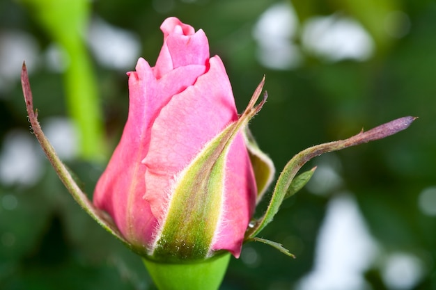 Explosive bud of beautiful rose flower