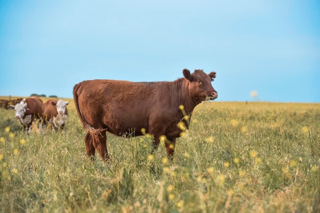 Export steers fed with natural grassPampasArgentina