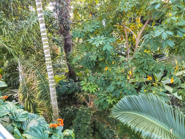 An exposition of plants in the building of the botanical garden in Washington USA in winter