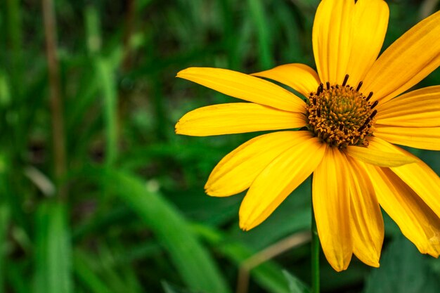 Expressive yellow flower on a natural background