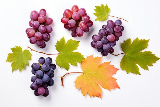 Exquisite blend captivating array of grape varieties and halves delicately presented with grape lea