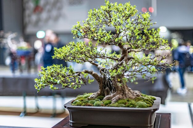 Foto un'eccellente esposizione di bonsai