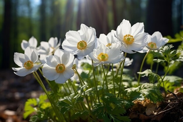 Exquisite Spring Anemones in White Bloom Generative AI