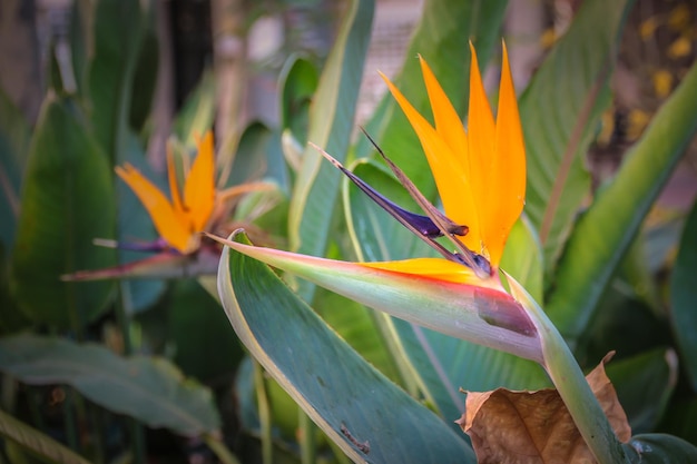 Exquisite sterling flower. Inflorescence of yellow-blue flowers, resembling a bird head with a sharp beak.