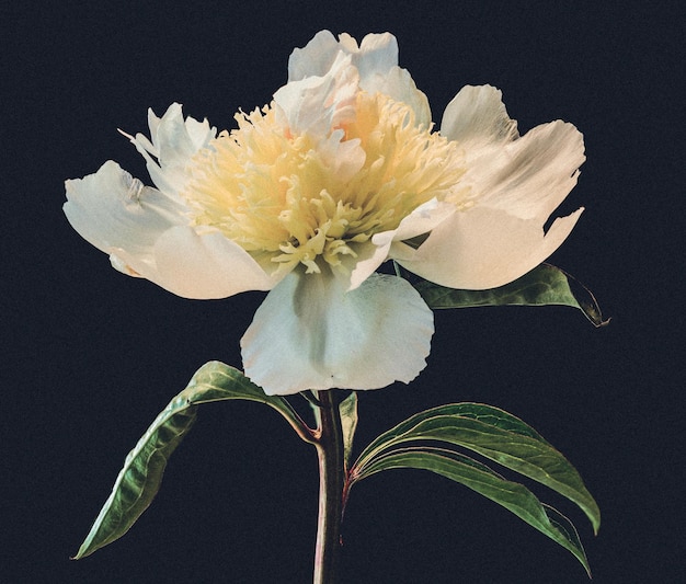 exquisite white peony in full bloom
