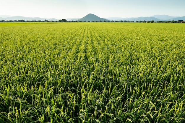 Ampio campo verde nel giappone rurale.