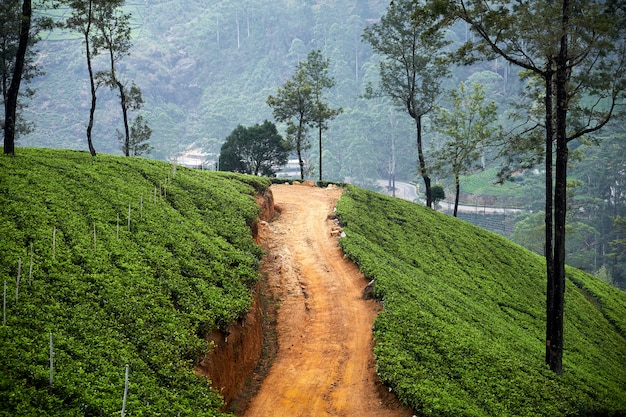 Extensive Tea Plantation on Hill Beside Dirt Road