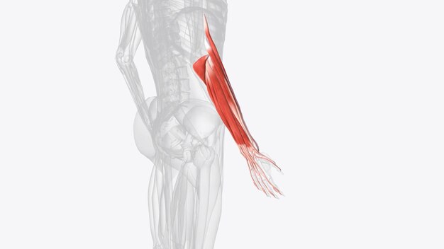 写真 右前腕のエクステンサー筋