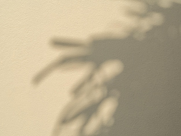 Exterior wall with smooth plaster. Morning sun with shadows of branches and leaves.