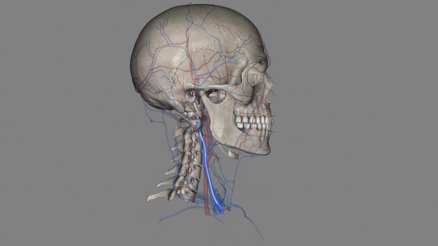 The external jugular is a large vein used in prehospital medicine for venous access