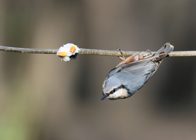 추가 유라시아 nuthatch의 초상화를 닫습니다.