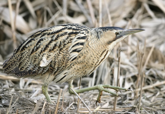 Extra Close up portrait of great bittern in winter day light.