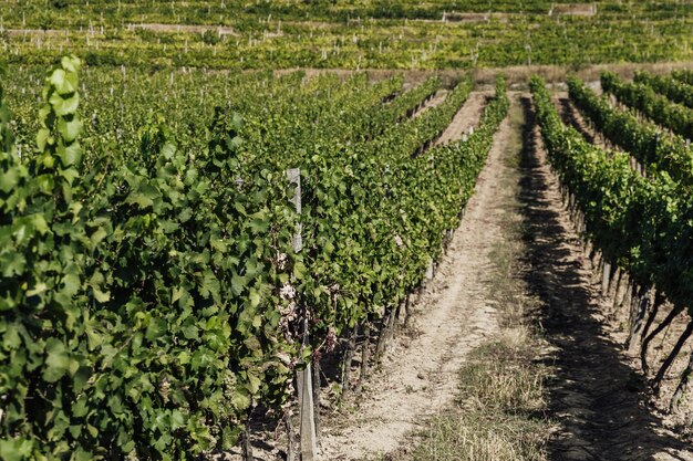 Extra wide panoramic shot of a summer vineyard shot at sunset