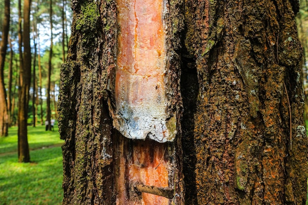 extractie- en verzamelproces van dennenboomhars in het bos van Indonesië