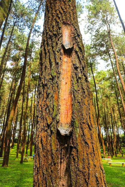 extractie- en verzamelproces van dennenboomhars in het bos van Indonesië