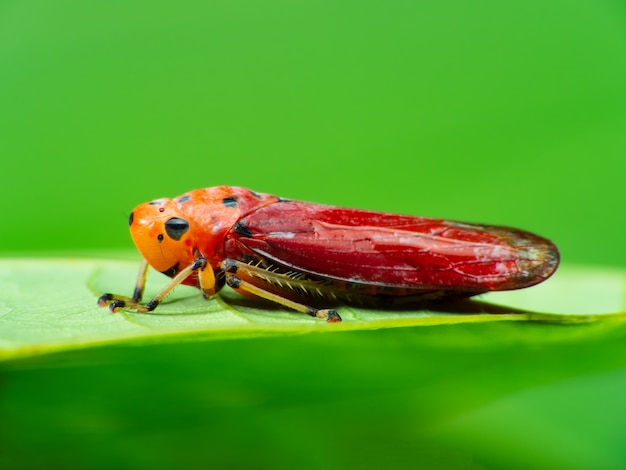 Foto extreem-macro geschotene leafhopper die zich op het gras bevindt