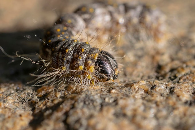 Extreem macroportret van rups