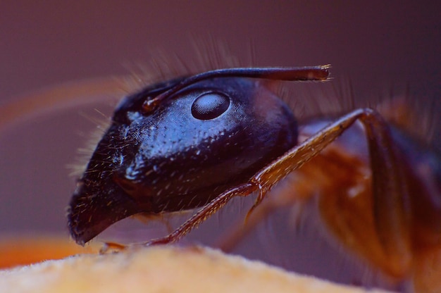 Foto extreem super macro koningin harig miereninsect