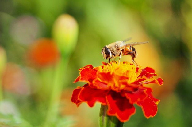 緑の庭の黄色赤オレンジ色の花に極端なクローズアップだけで蜂