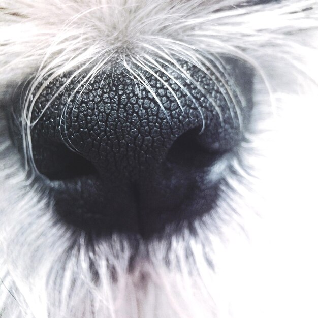 Photo extreme close up of animal eye