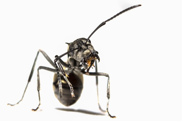 extreme close-up of ant against white background
