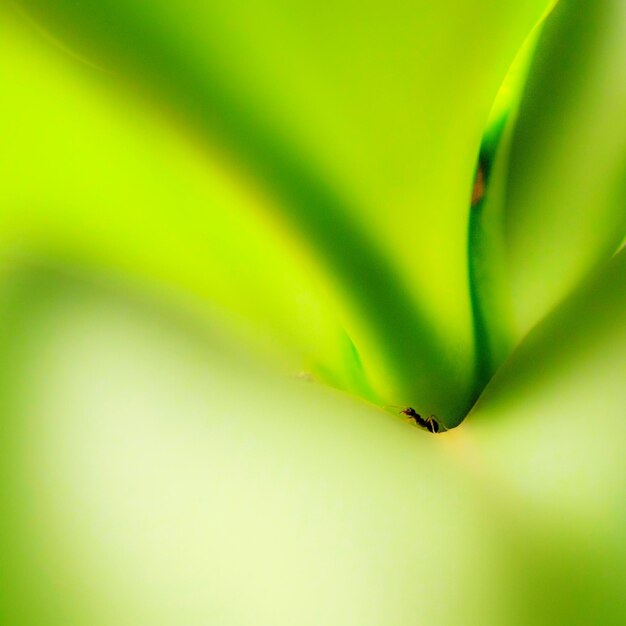 Extreme close-up of ant on leaf