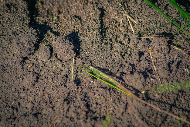 Extreme close-up of anthill