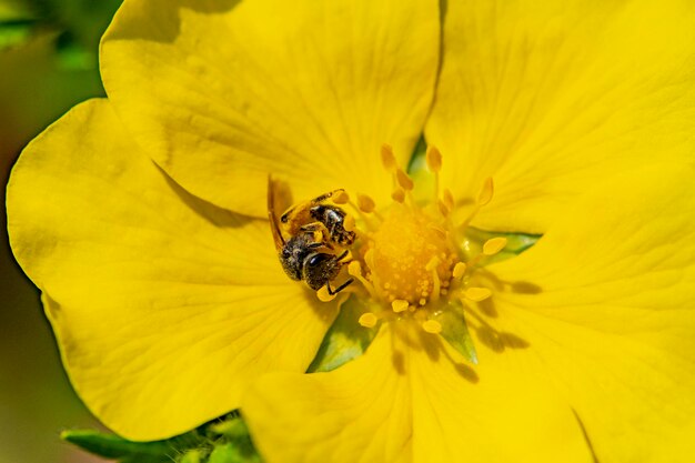 Extreme close-up of bee pollinating on yellow flower