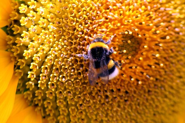 Extreme close-up of bee pollinating on yellow flower