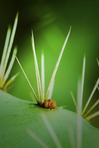 Extreme close-up of bud