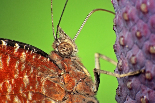 Photo extreme close-up of butterfly on flower